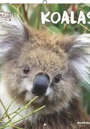Calendario 2026 Koalas Cm 30x30 fronte