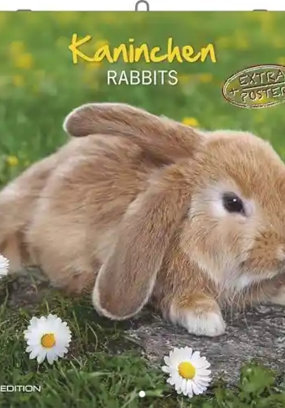 Calendario 2026 Rabbits Cm 30x30