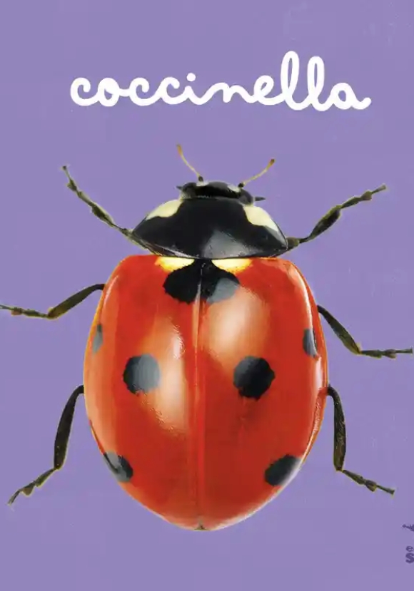 Coccinella. Ediz. A Colori