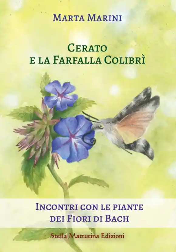 Cerato E La Farfalla Colibri