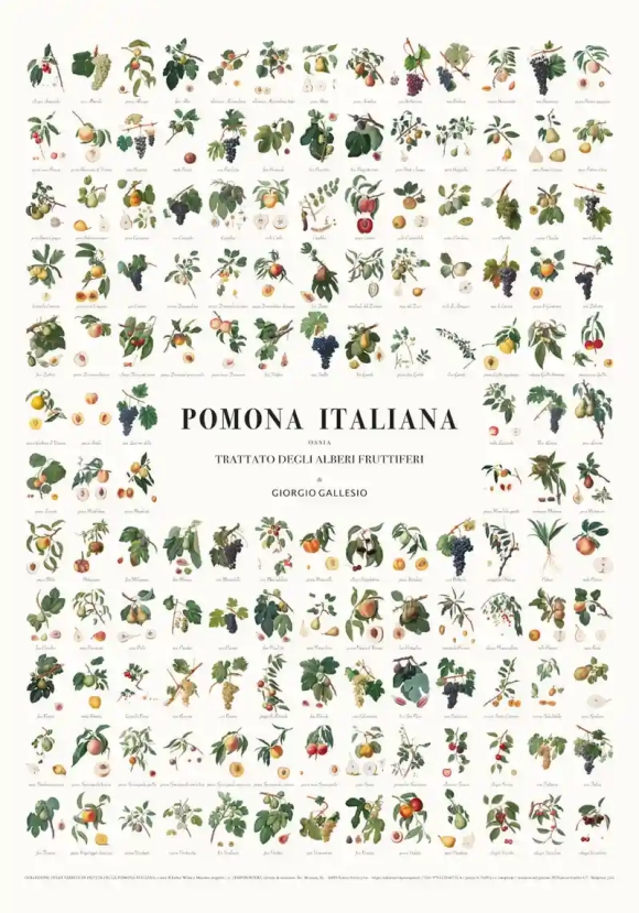 Manifesto Dei Frutti Della Pom