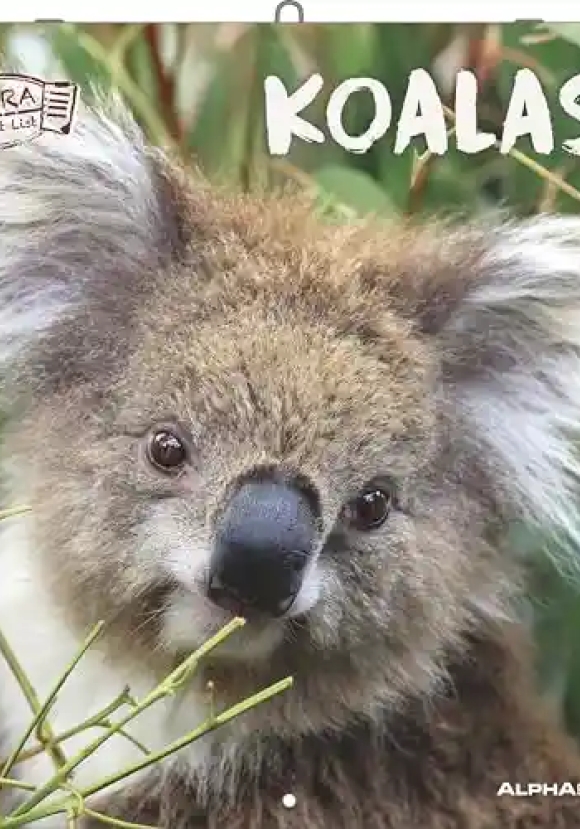 Calendario 2026 Koalas Cm 30x30