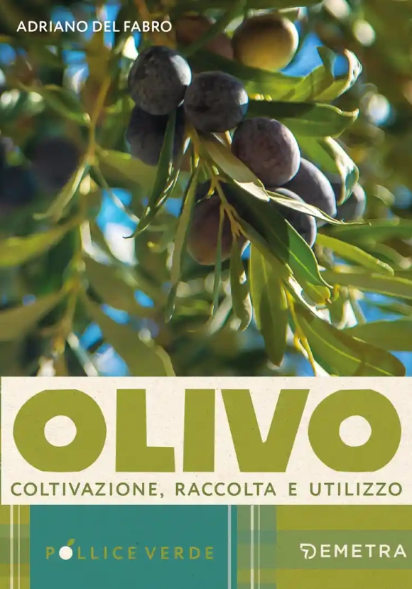 Olivo